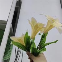 海洋之心百合花