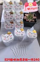 花芙羽829猫咪牙线
